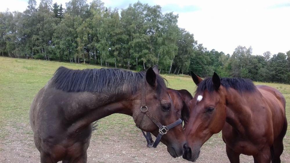 Penzion Hamrikova Staj Dolní Moravice Buitenkant foto